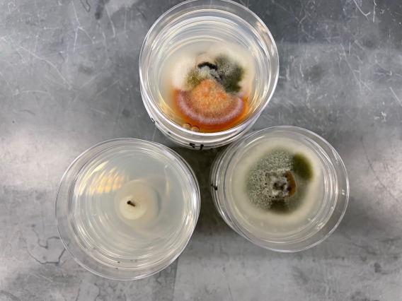 Group of petri dishes