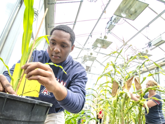 Student studying plant in greenhouse