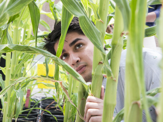 Student in plant lab