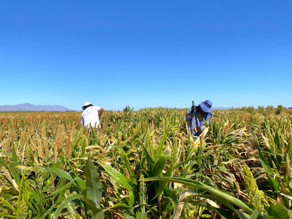 Graduate students in the school of plant sciences examine crops in a field