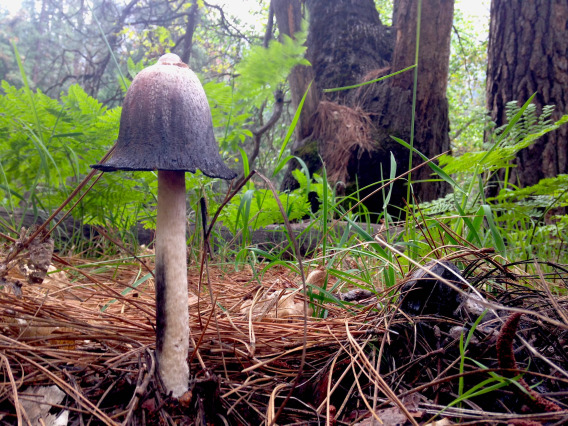 a mushroom grows in a forest