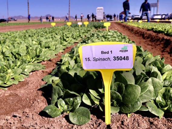   This 1-acre plot at University of Arizona's Yuma Agricultural Center is helping spinach growers decide which varieties to plant this year.
