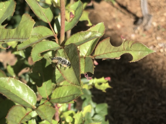 Bee flying around leaves