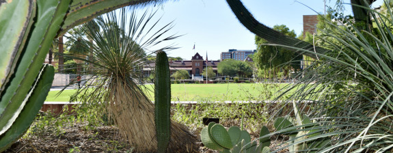 view of old main through cactus garden on Tucson's main campus