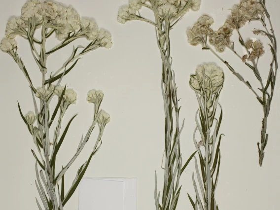 specimen UA Herbarium