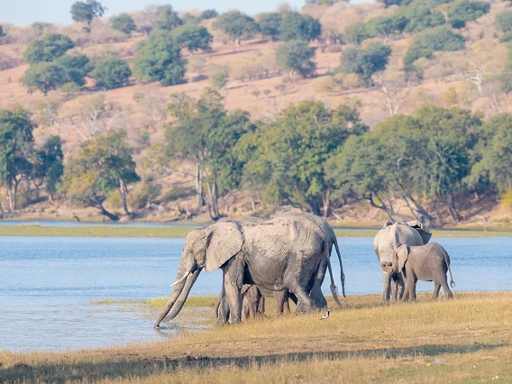 A group of four African Bush Elephants stand next to a small body of water
