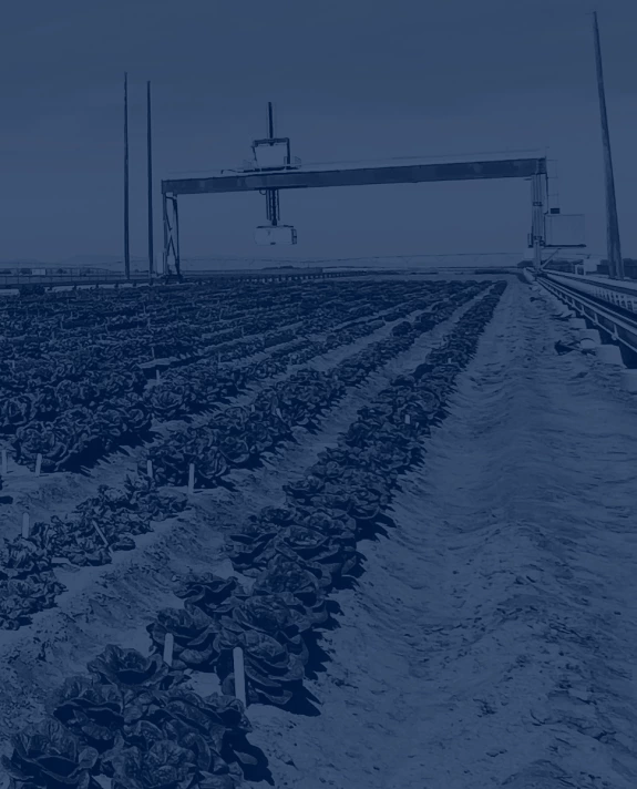 Field of crops with blue overlay