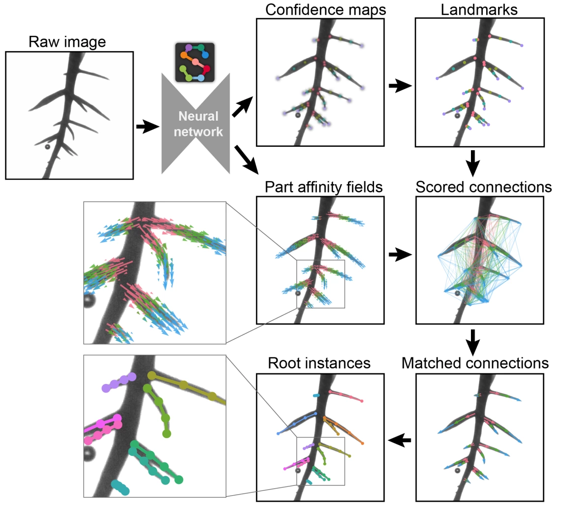 Demonstration of the bottom-up method for root pose estimation