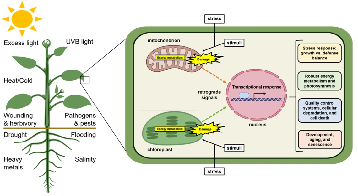 Illustration of environmental stress triggering retrograde signalling