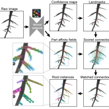 Demonstration of the bottom-up method for root pose estimation