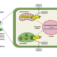 Illustration of environmental stress triggering retrograde signalling