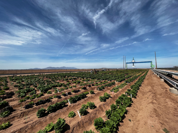 A field of crops in Arizona