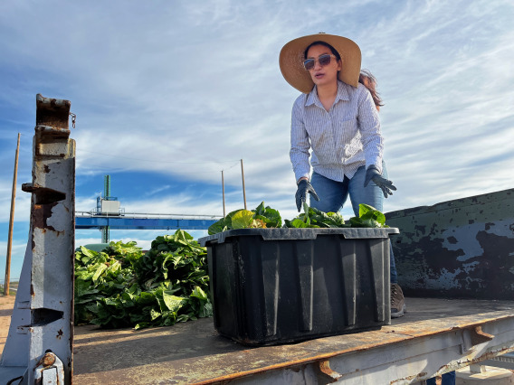 A UArizona researcher unloading a bin of plants off of a truck