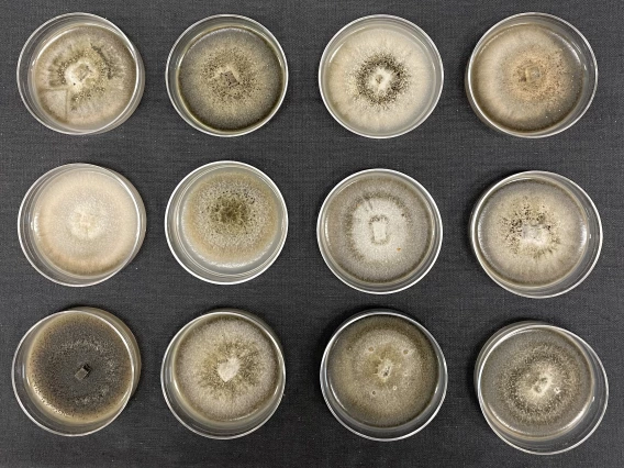 Group of petri dishes