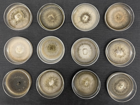 Group of petri dishes