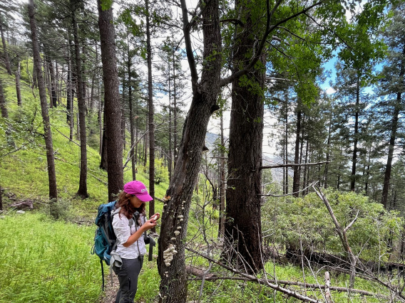 A UArizona student inspecting mushrooms growing on a tree in the Catalina Mountains