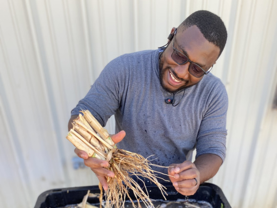 A UArizona researcher inspecting a plant root system