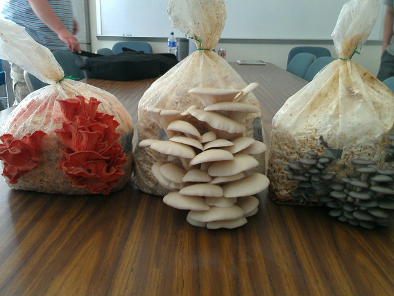 Three bags of mushrooms, each a different color (red, white and blue/gray)