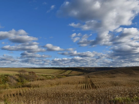 Field of plants and sky