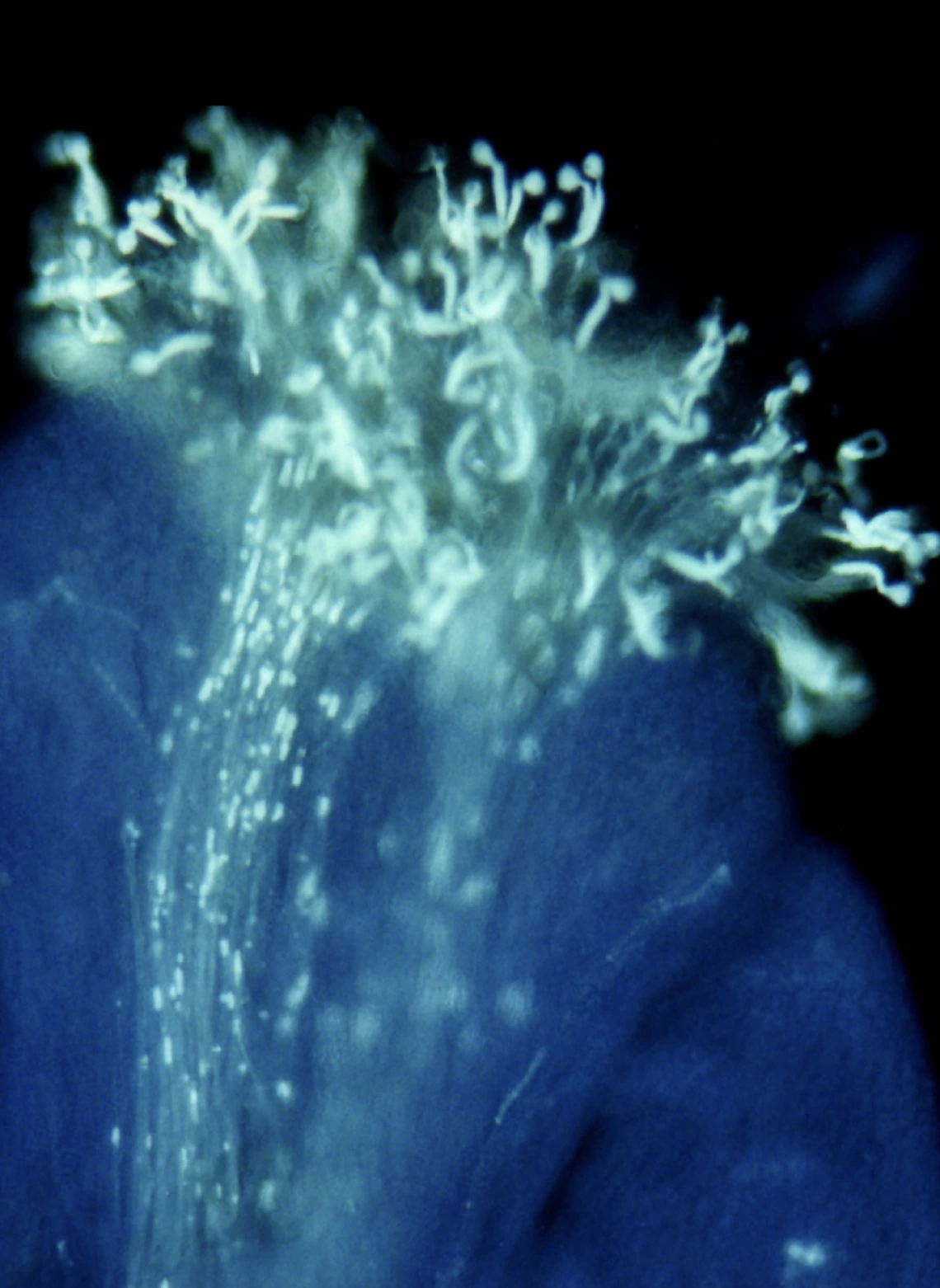 Pollen tube growth in vivo in pistil