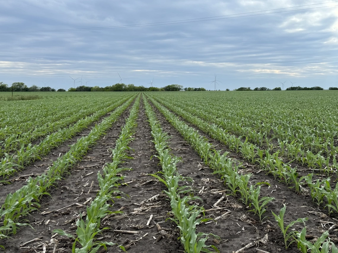 Corn Field