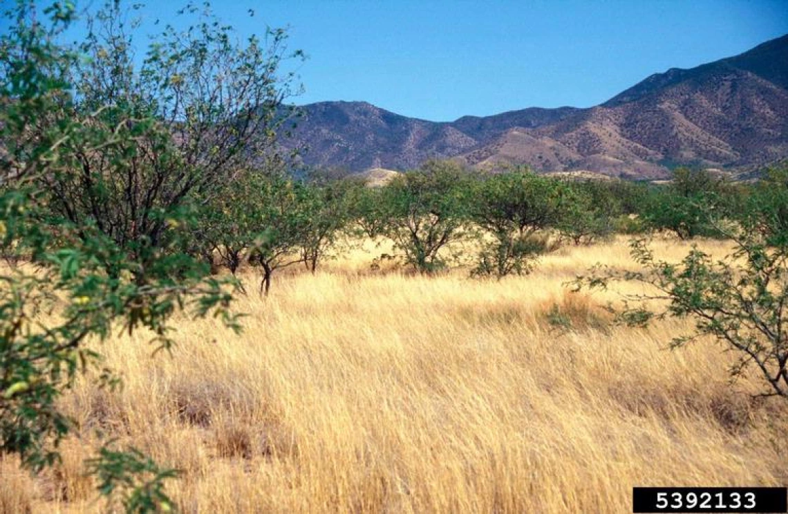 Lehmann Grass (Eragrostis lehmanniana) 