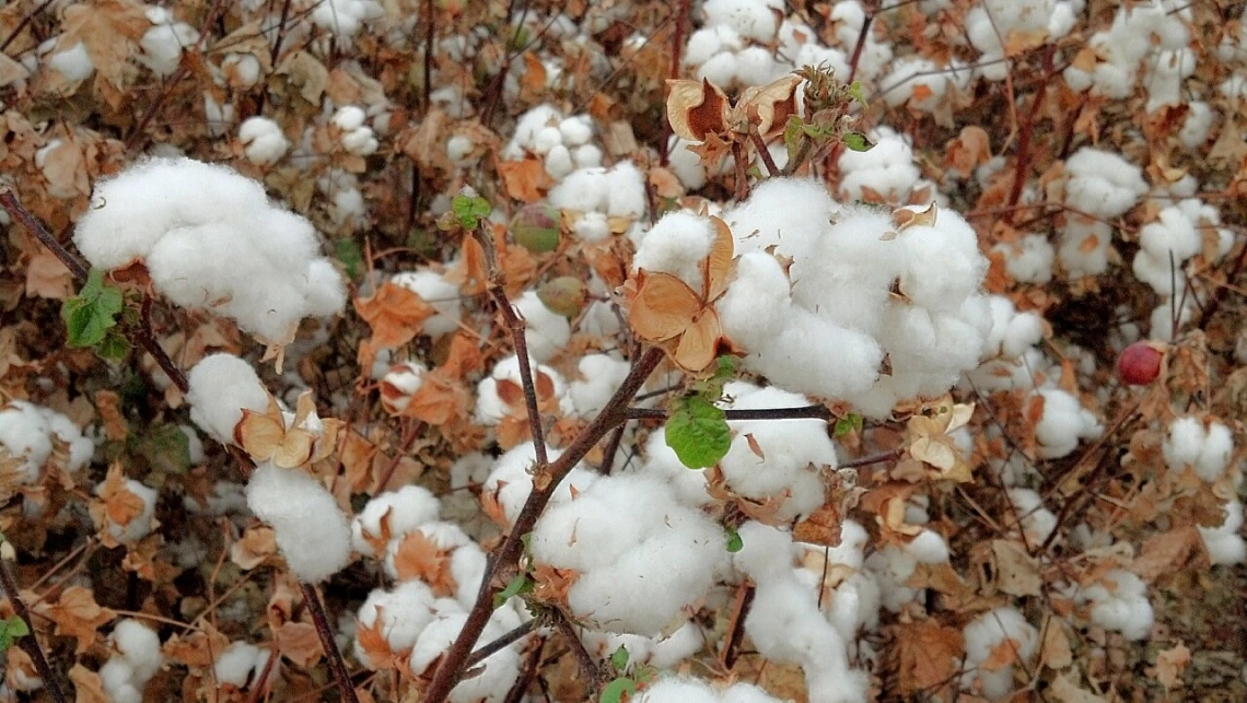 Pima Cotton in Tolleson, AZ