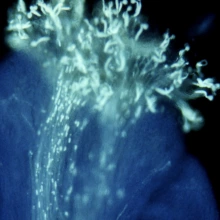 Pollen tube growth in vivo in pistil