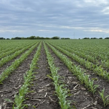 Corn Field