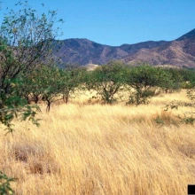 Lehmann Grass (Eragrostis lehmanniana) 