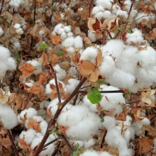 Pima Cotton in Tolleson, AZ